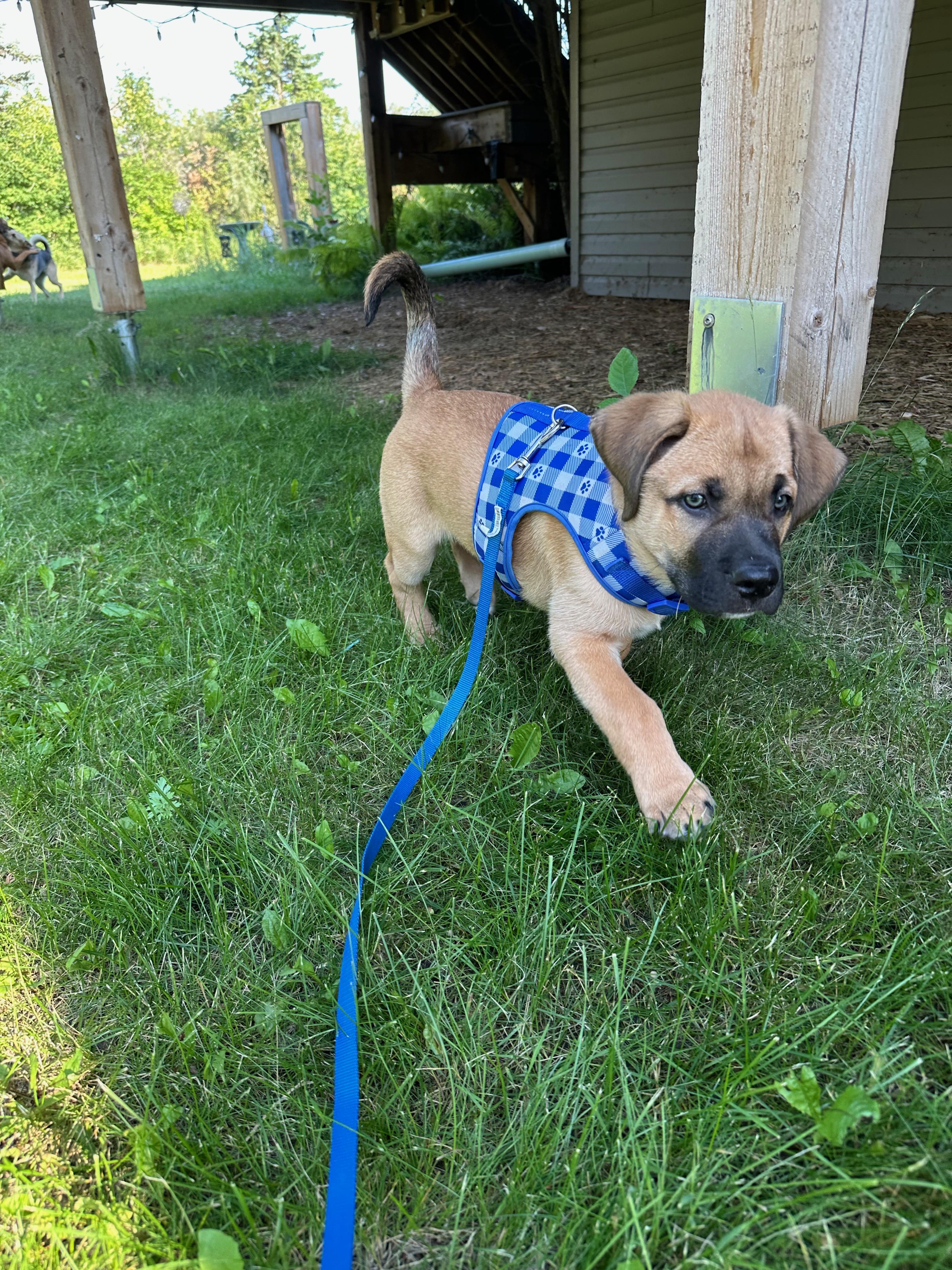 Mocha, a Adoptable Mixed Breed in Saskatoon, SK image 6/6