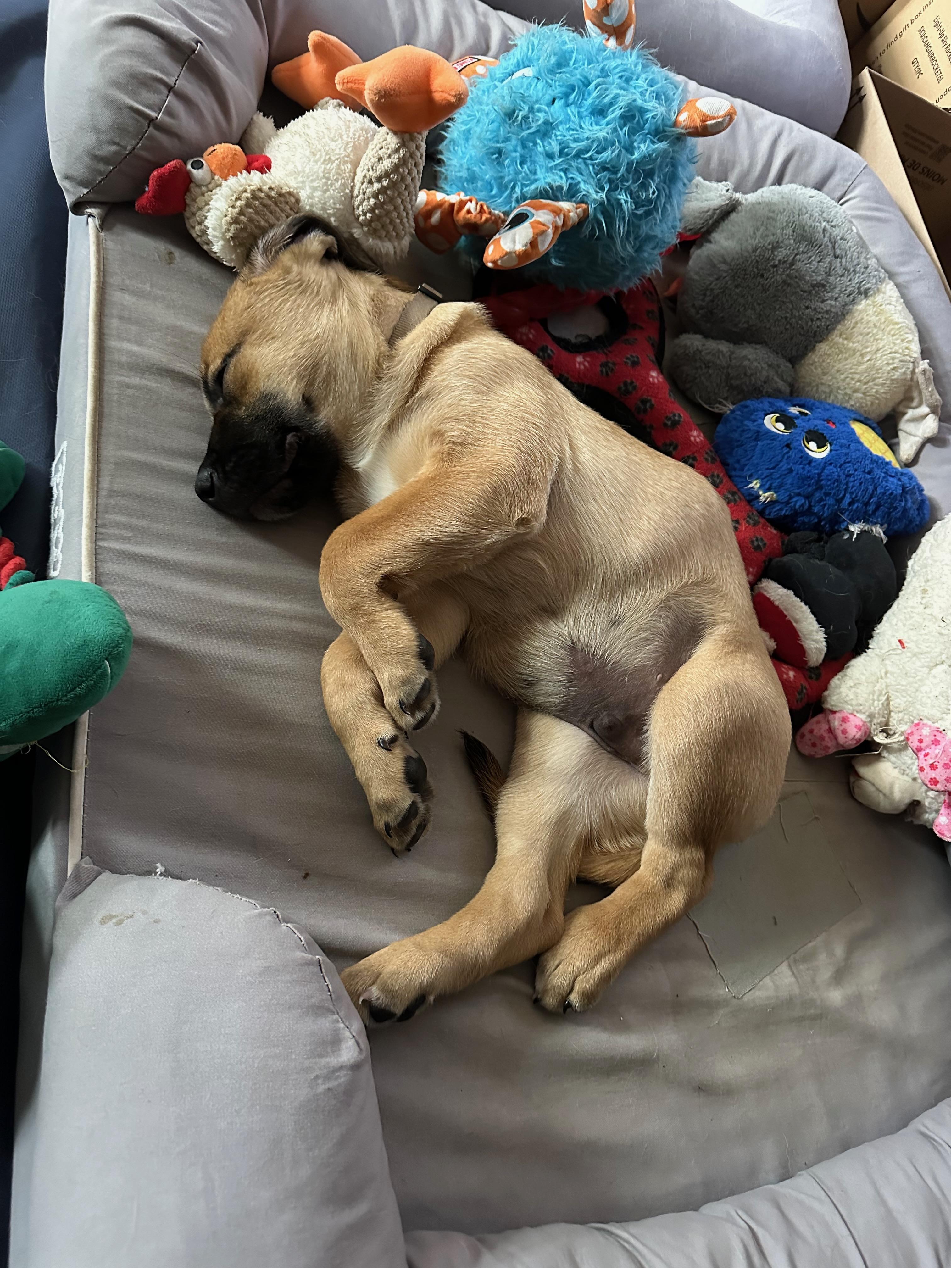 Mocha, a Adoptable Mixed Breed in Saskatoon, SK image 5/6