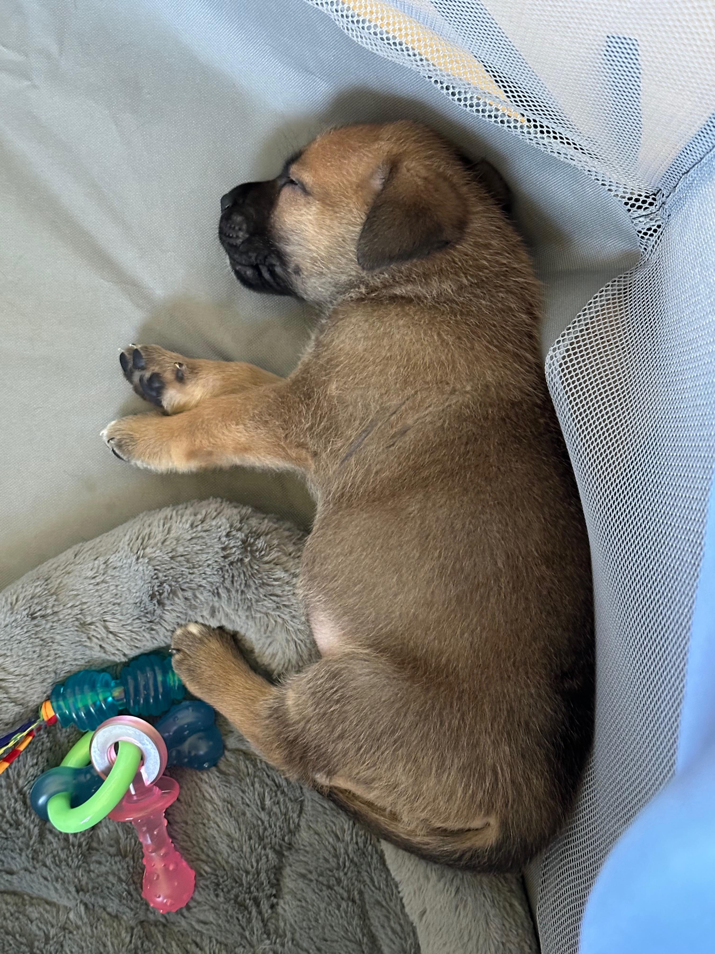 Enlarge Mocha, a Adoptable Mixed Breed in Saskatoon, SK image 3/4