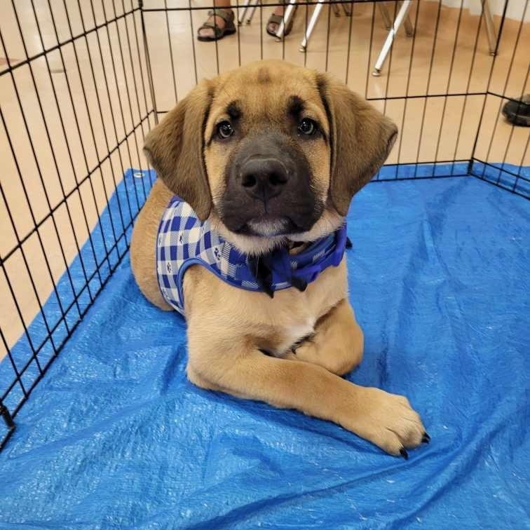 Mocha, Adoptable, Puppy Male Mixed Breed.