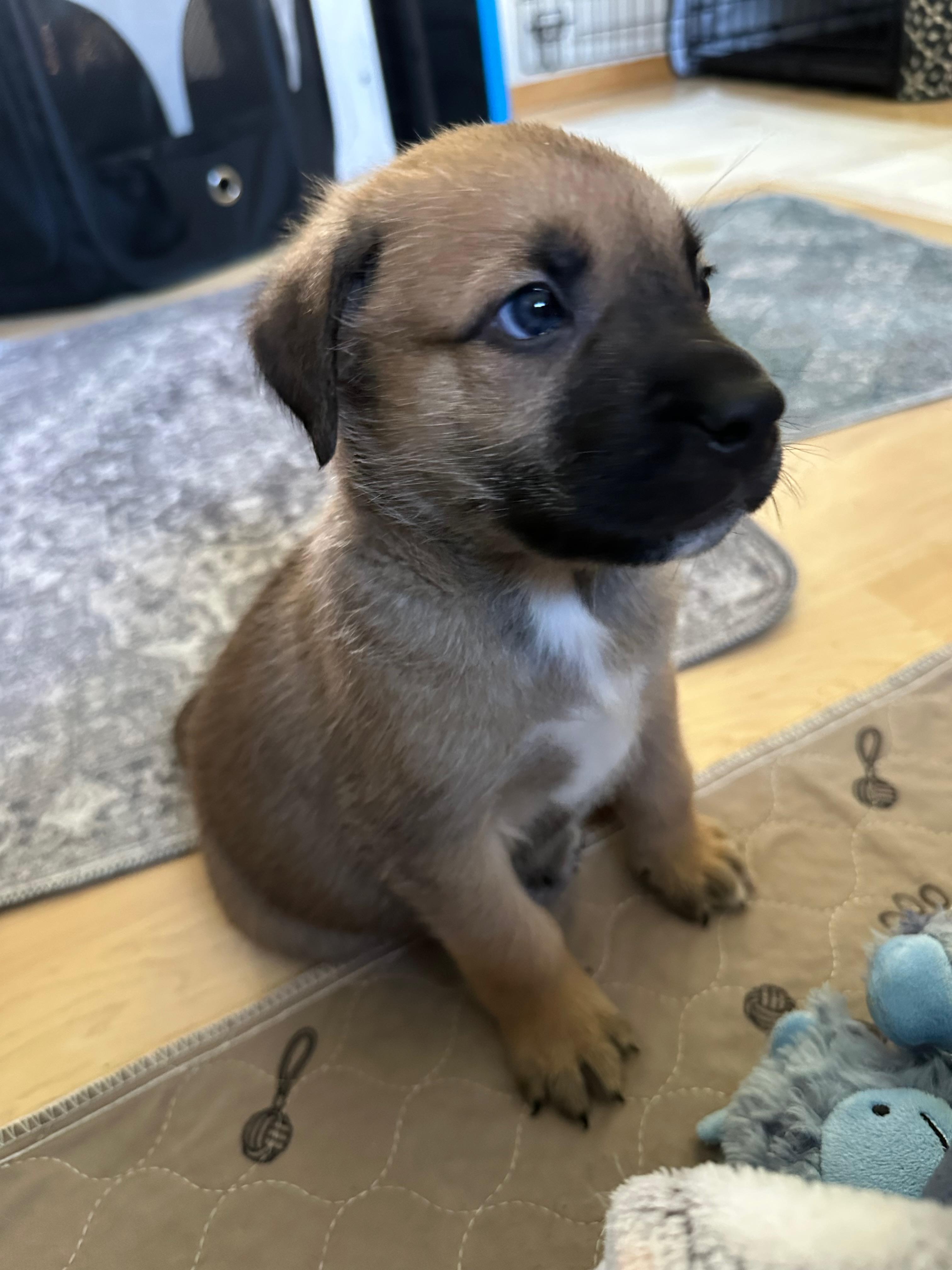 Enlarge Mocha, a Adoptable Mixed Breed in Saskatoon, SK image 2/4