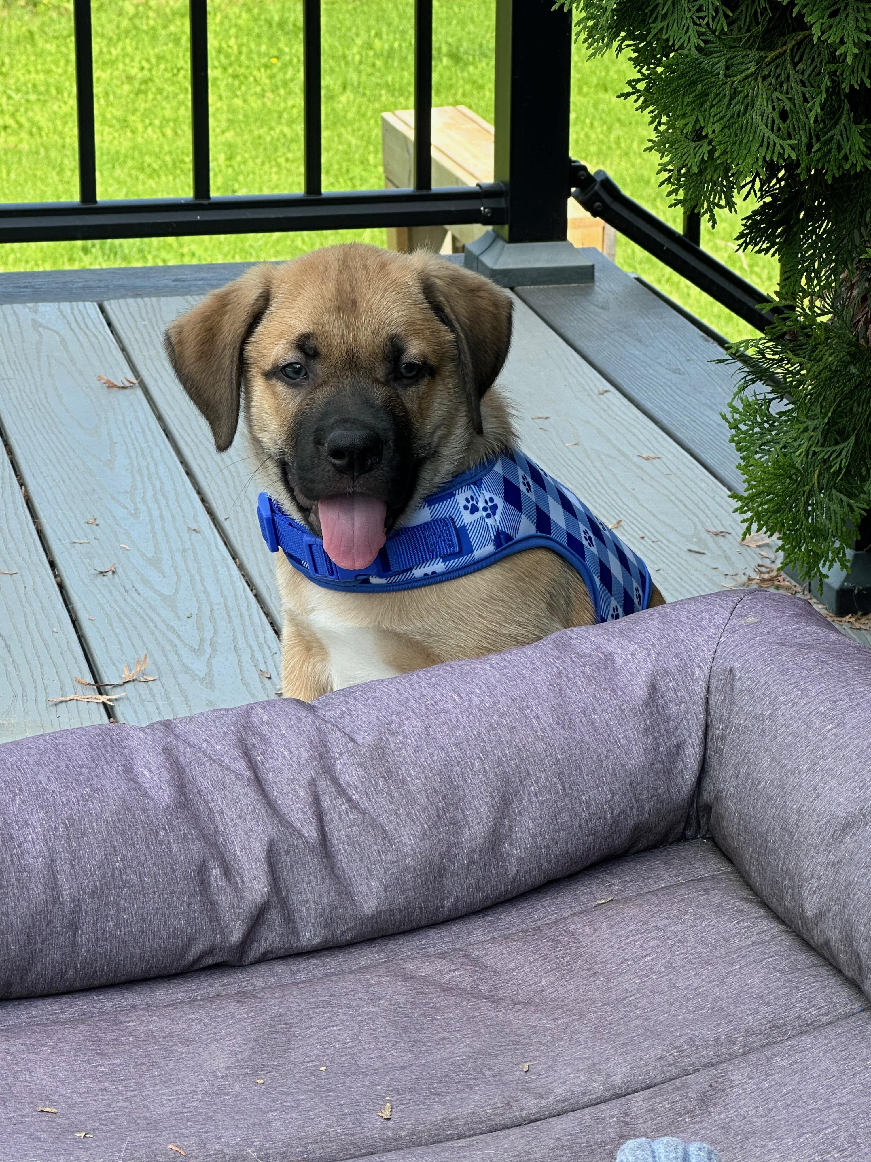 Enlarge Mocha, a Adoptable Mixed Breed in Saskatoon, SK image 4/6