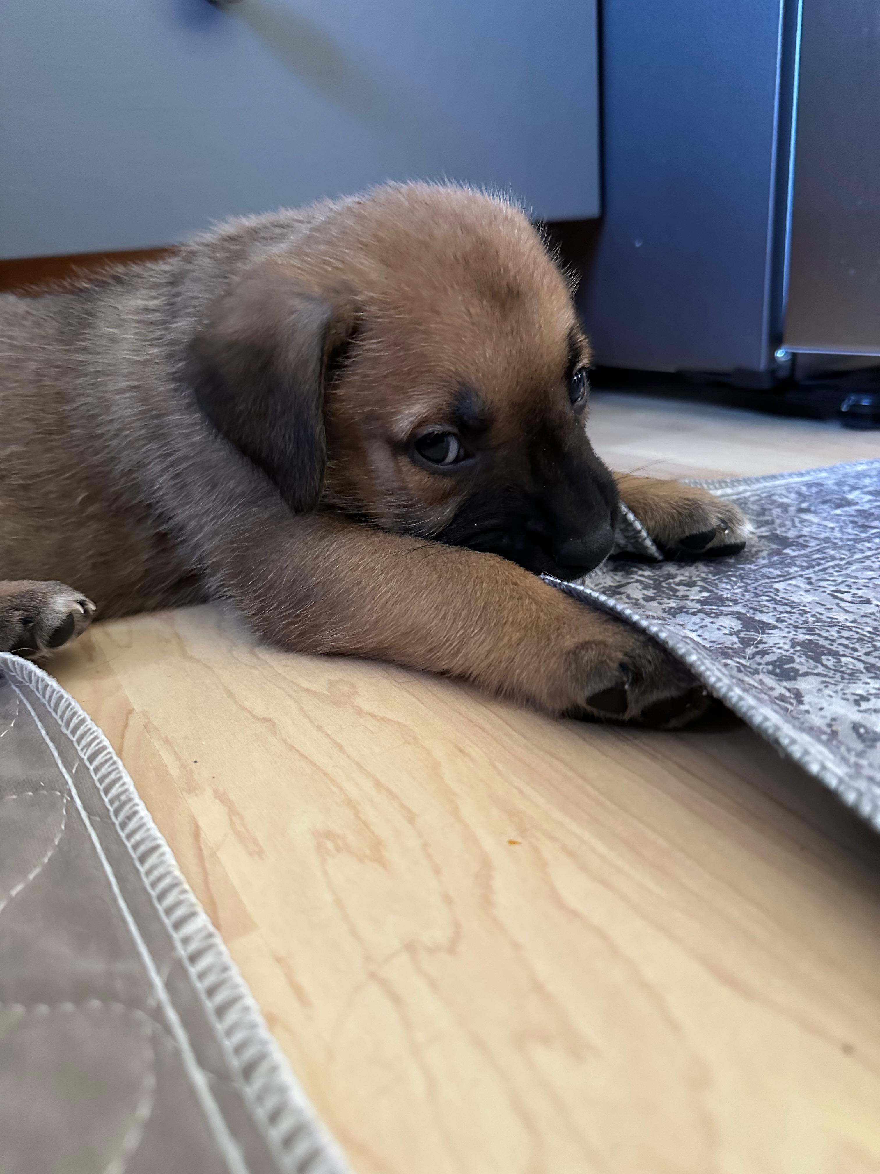 Enlarge Mocha, a Adoptable Mixed Breed in Saskatoon, SK image 4/4