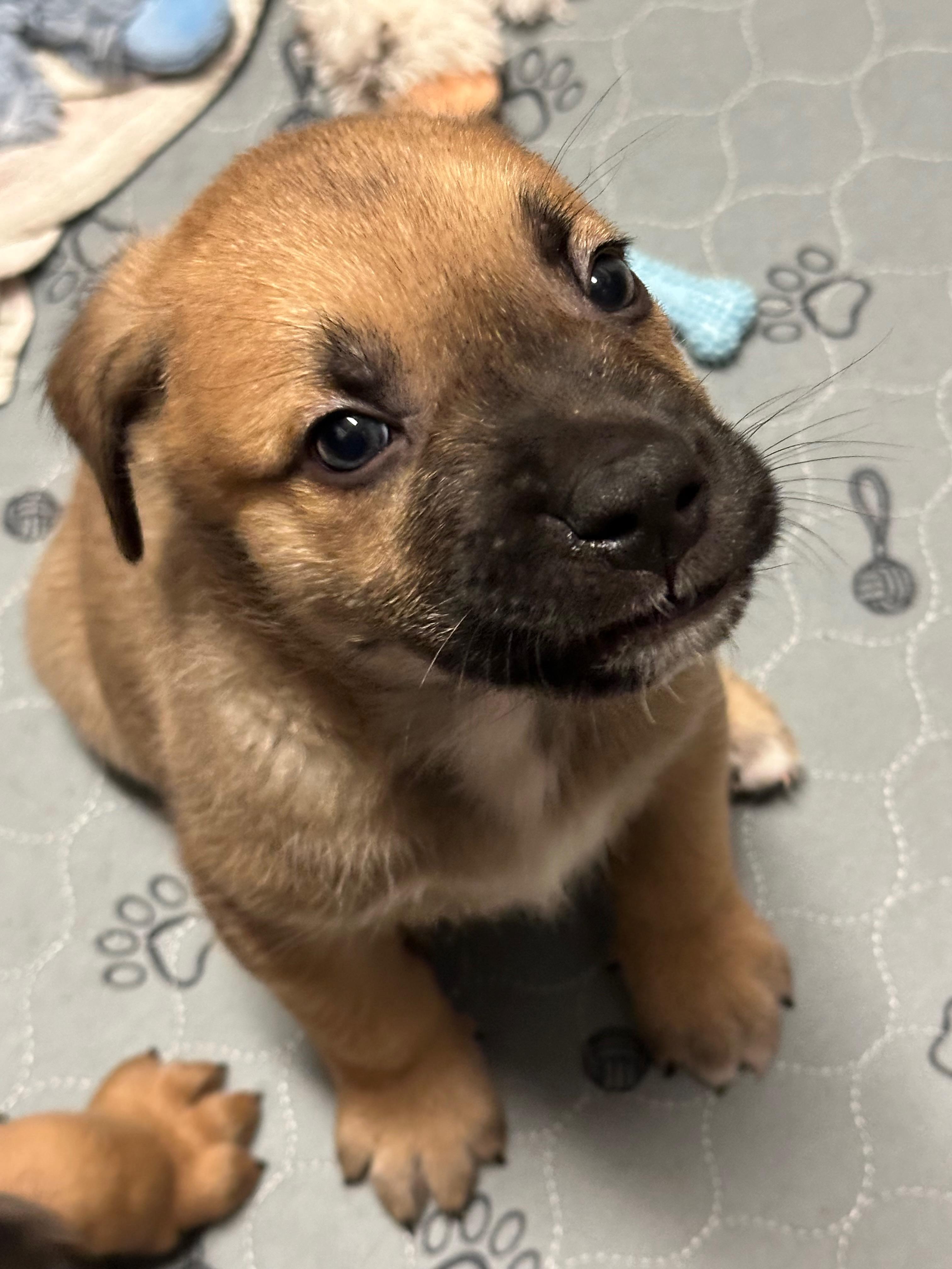 Mocha, Adoptable, Puppy Male Mixed Breed.