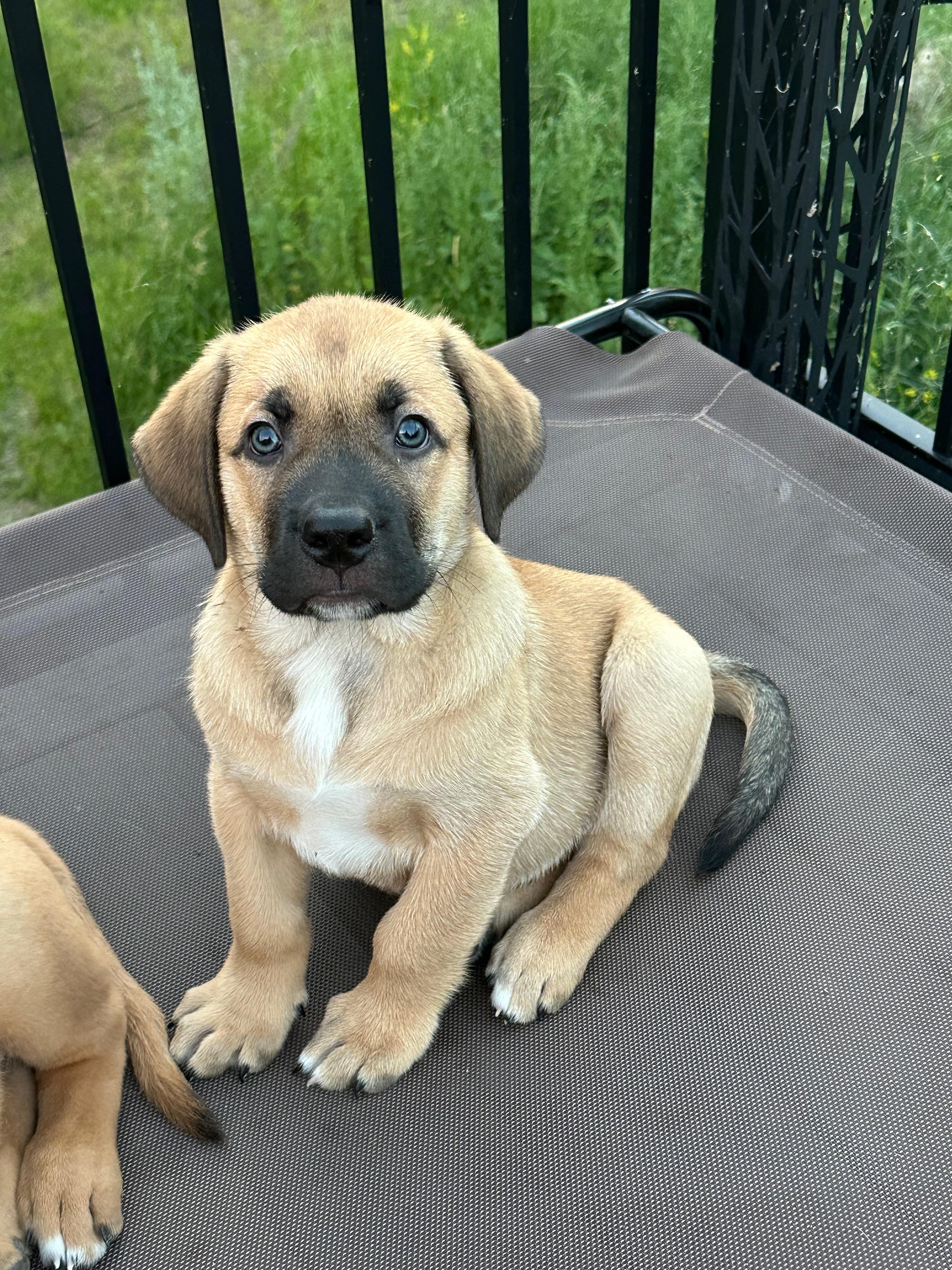 Mocha, Adoptable, Puppy Male Mixed Breed.