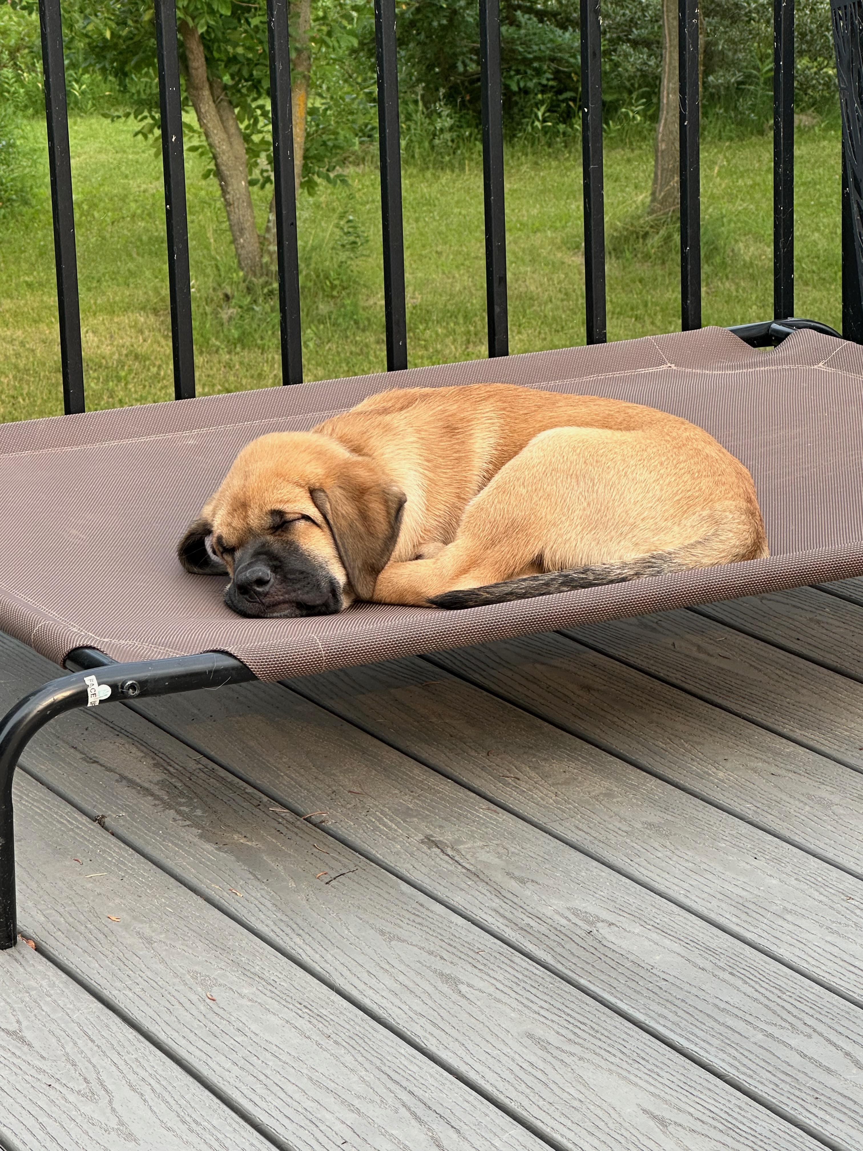 Enlarge Mocha, a Adoptable Mixed Breed in Saskatoon, SK image 5/6