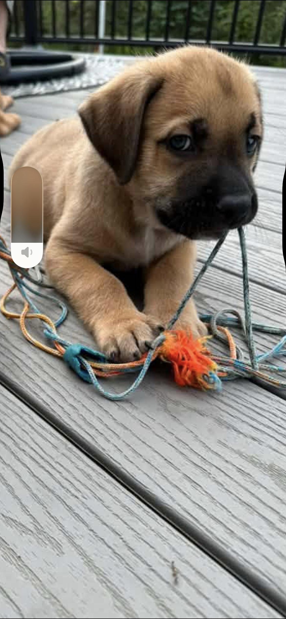 Enlarge Mocha, a Adoptable Mixed Breed in Saskatoon, SK image 3/6