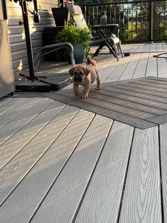 Enlarge Mocha, a Adoptable Mixed Breed in Saskatoon, SK video 2/6