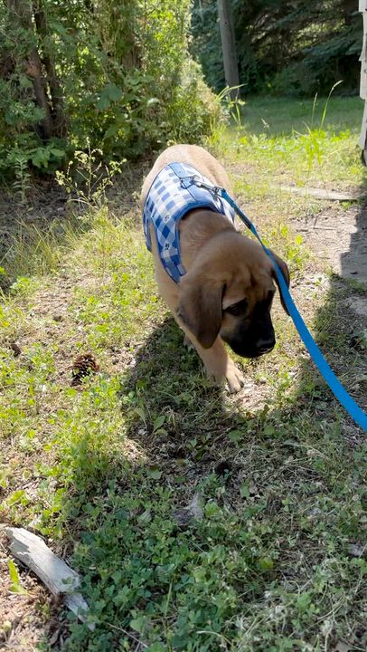 Enlarge Mocha, a Adoptable Mixed Breed in Saskatoon, SK video 3/6