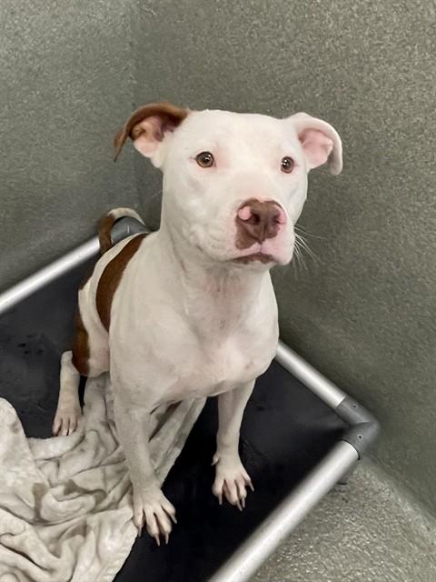 Enlarge NALA, a Adoptable Pit Bull Terrier in Lees Summit, MO image 1/1