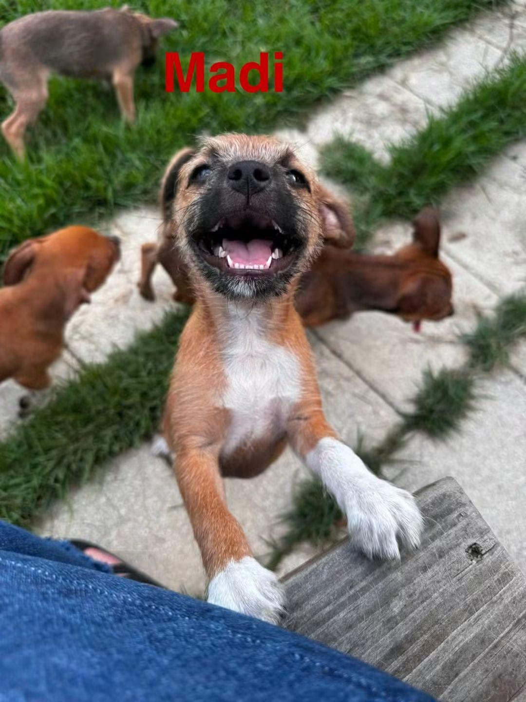 M&M Puppies, a ADOPTABLE Dachshund in Fort Walton Beach, FL image 5/6