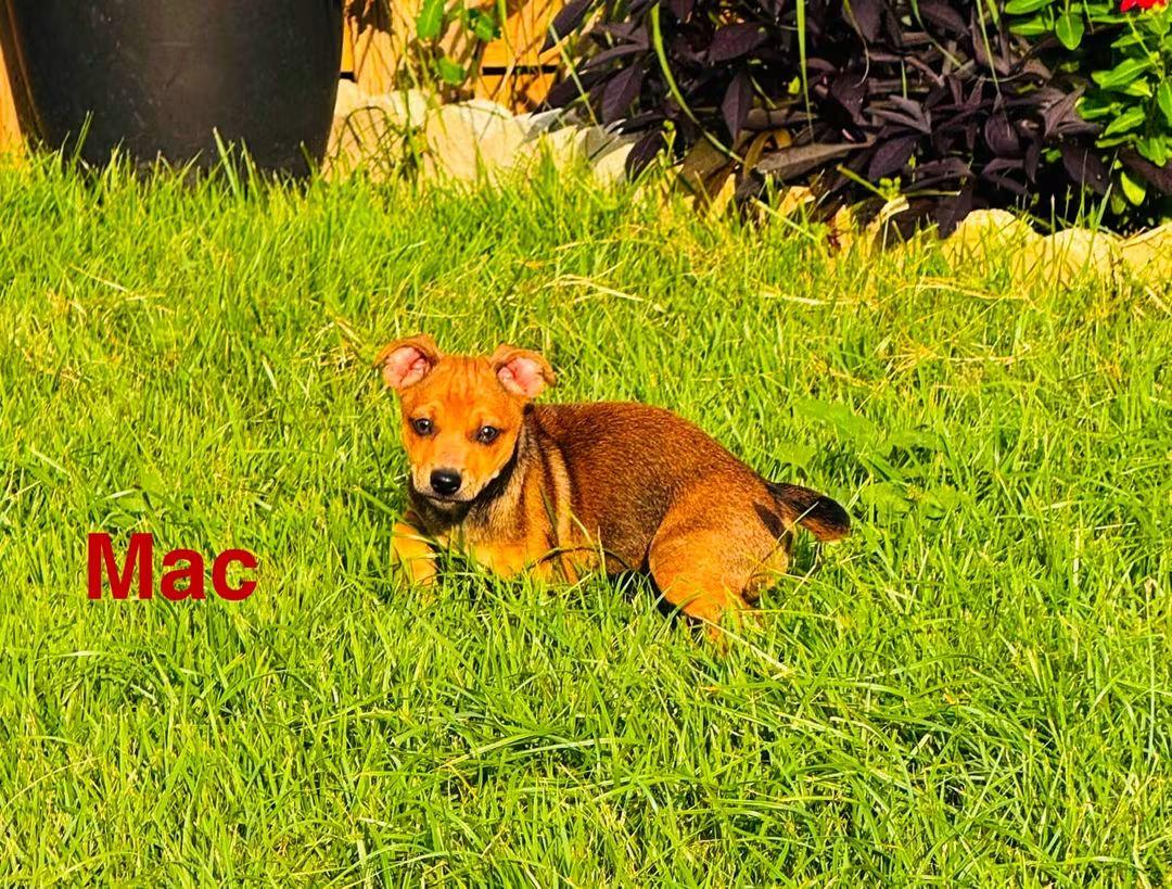M&M Puppies, a ADOPTABLE Dachshund in Fort Walton Beach, FL image 2/6