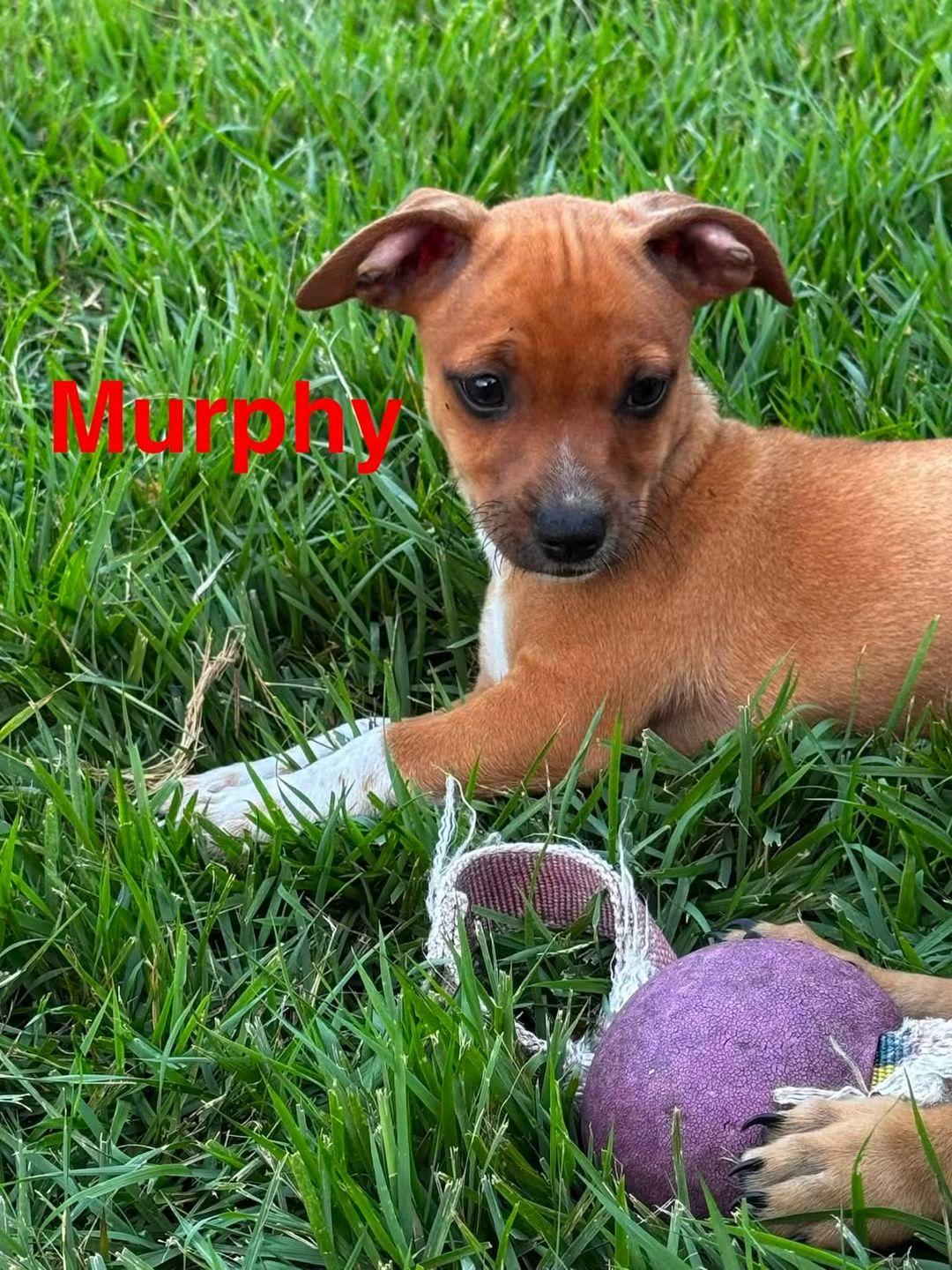 M&M Puppies, a ADOPTABLE Dachshund in Fort Walton Beach, FL image 3/6