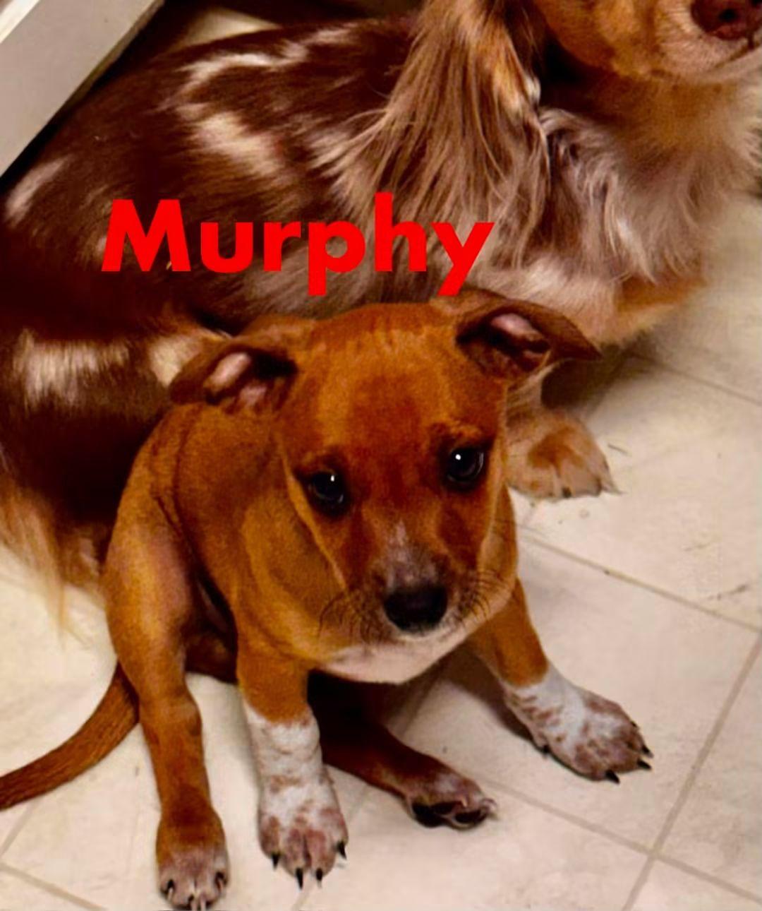 M&M Puppies, a ADOPTABLE Dachshund in Fort Walton Beach, FL image 4/6