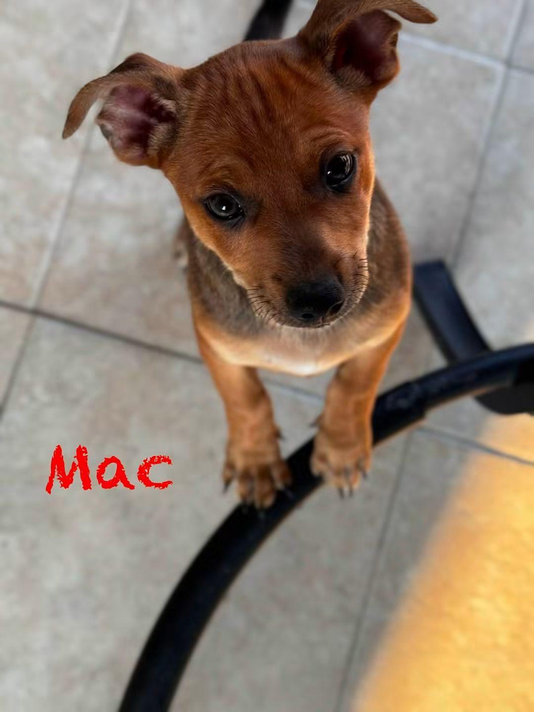 M&M Puppies, ADOPTABLE, Puppy Male Dachshund.