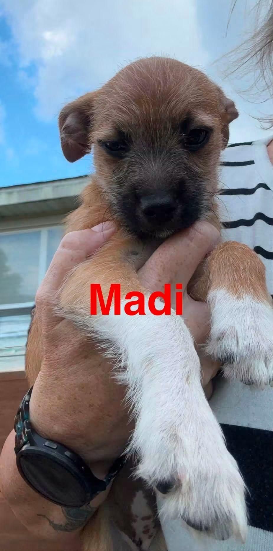 M&M Puppies, a ADOPTABLE Dachshund in Fort Walton Beach, FL image 6/6