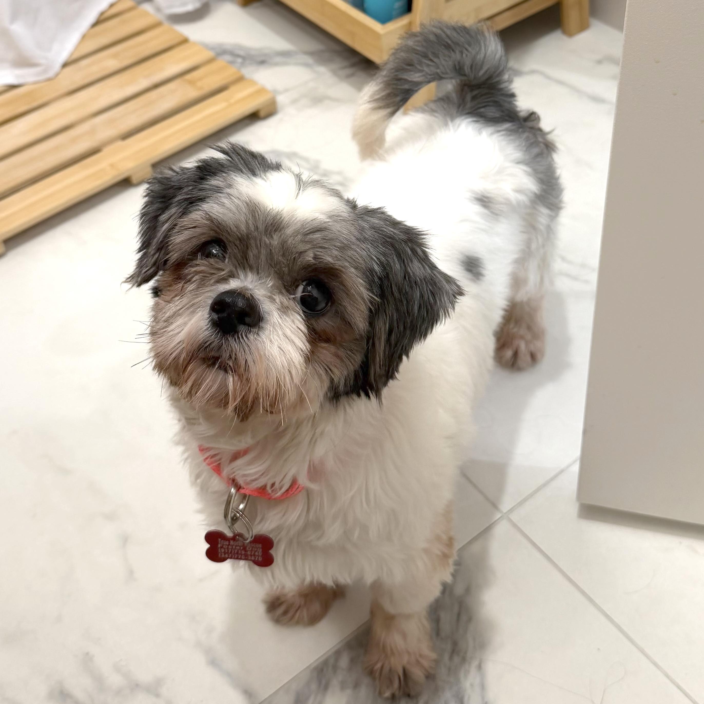 Enlarge Lolita, a Adoptable Shih Tzu in Brooklyn, NY image 1/6