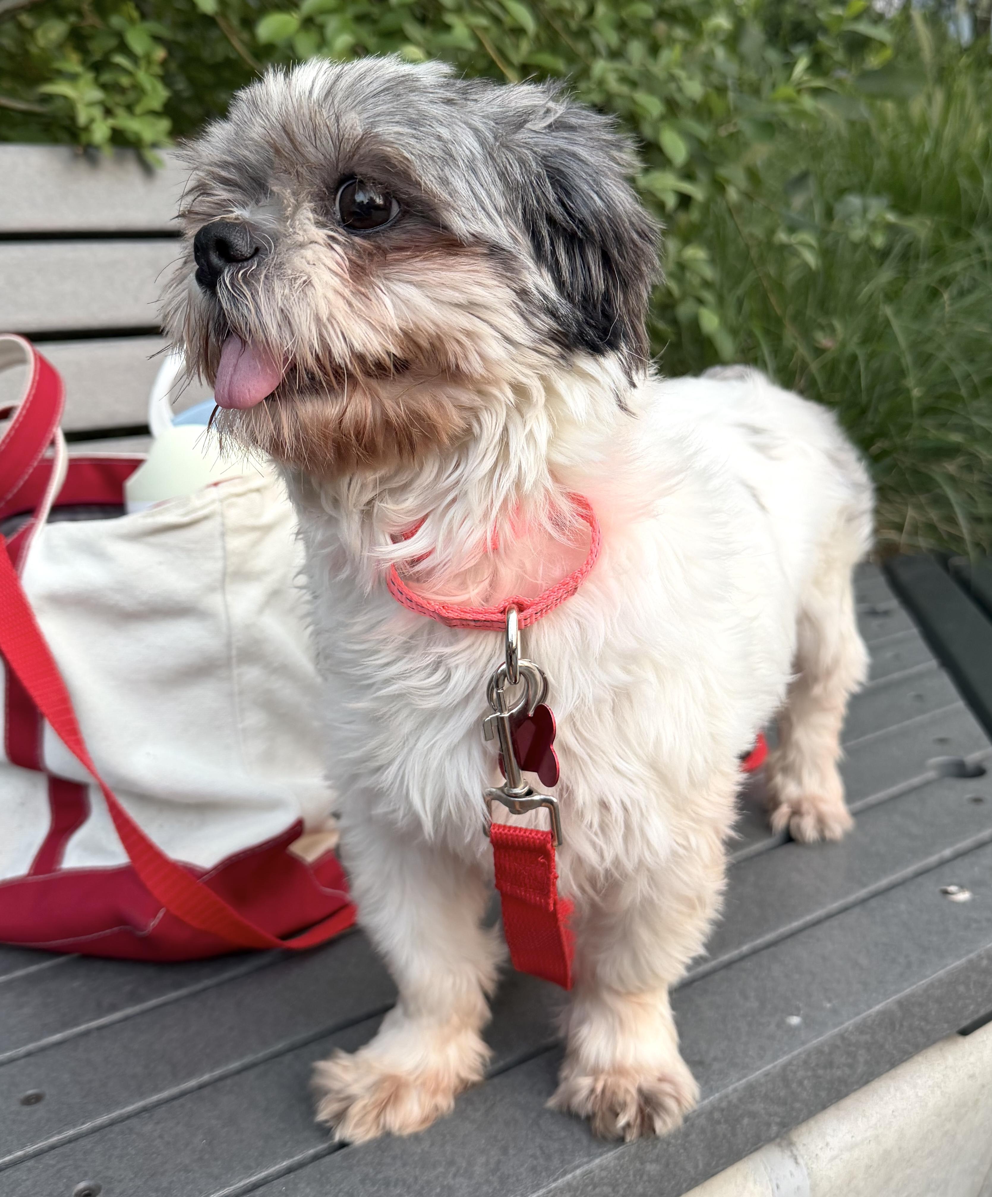 Enlarge Lolita, a Adoptable Shih Tzu in Brooklyn, NY image 2/6