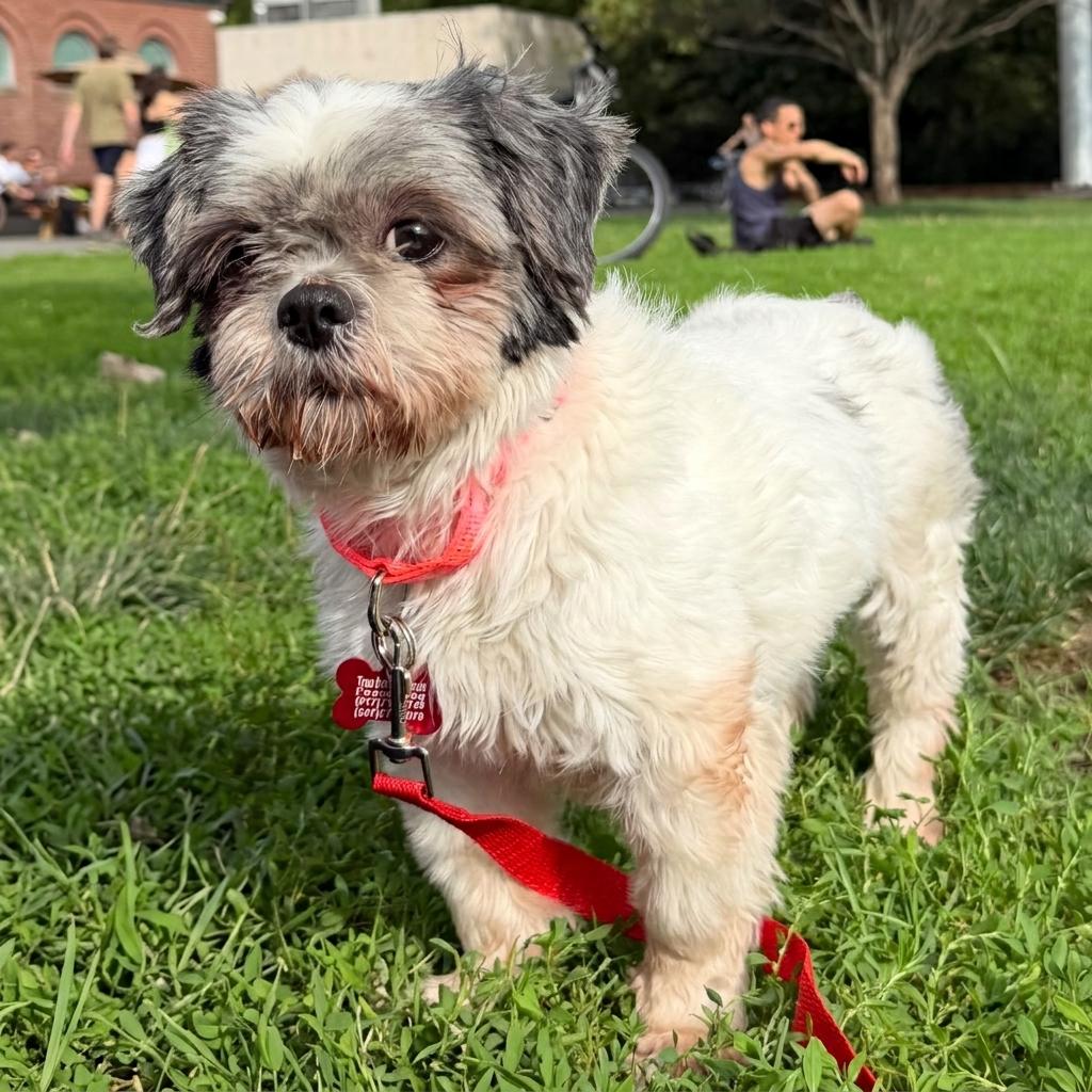 Enlarge Lolita, a Adoptable Shih Tzu in Brooklyn, NY image 3/6