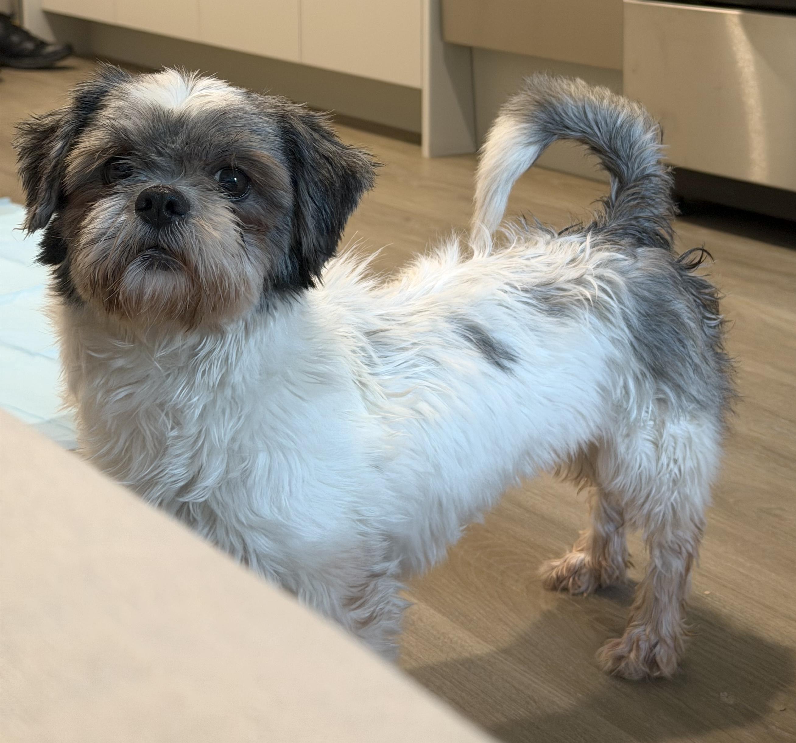 Enlarge Lolita, a Adoptable Shih Tzu in Brooklyn, NY image 4/6