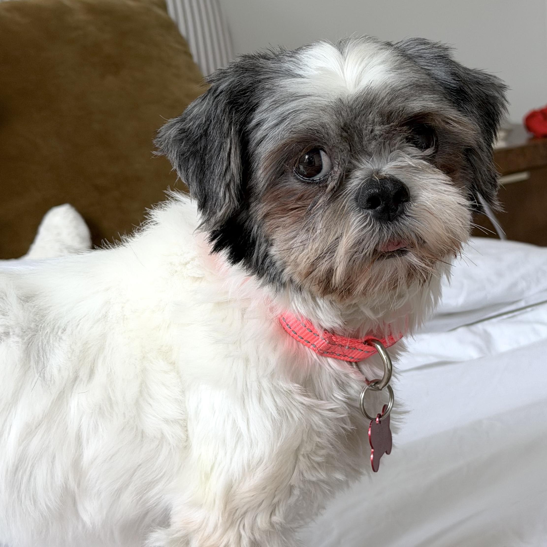 Enlarge Lolita, a Adoptable Shih Tzu in Brooklyn, NY image 5/6