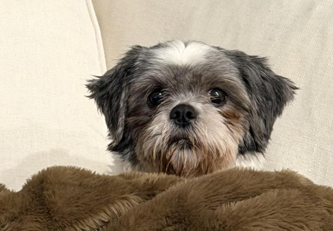 Enlarge Lolita, a Adoptable Shih Tzu in Brooklyn, NY image 6/6