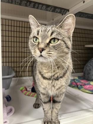 Enlarge Tylle, an adopted Domestic Short Hair in Neenah, WI image 1/1