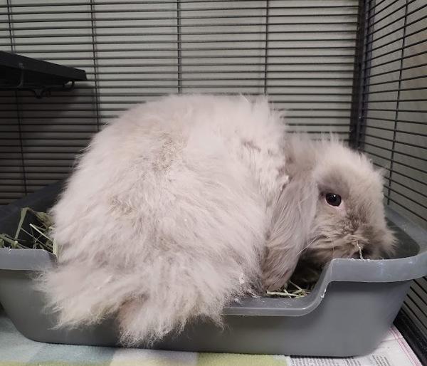 The Dust Bunny, Adoptable, Baby Female Angora Rabbit & French Lop.