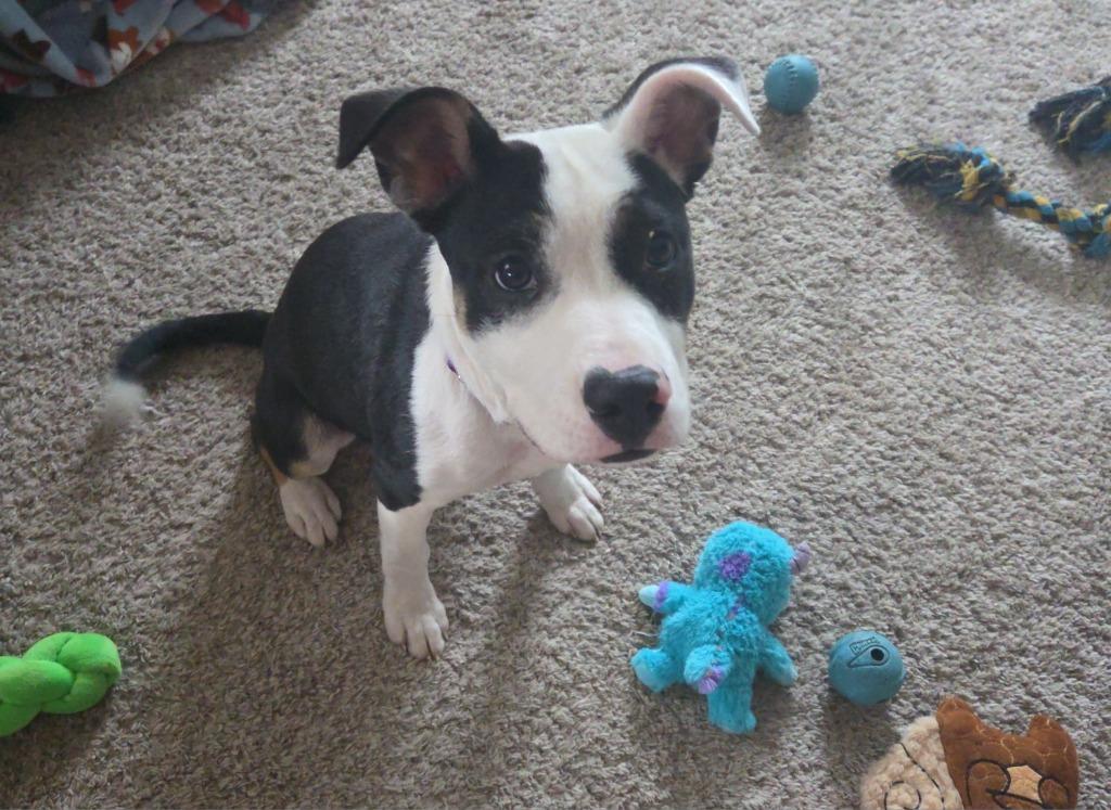 Enlarge Breyer $475, a Adoptable mixed breed in Milwaukee, WI image 1/4