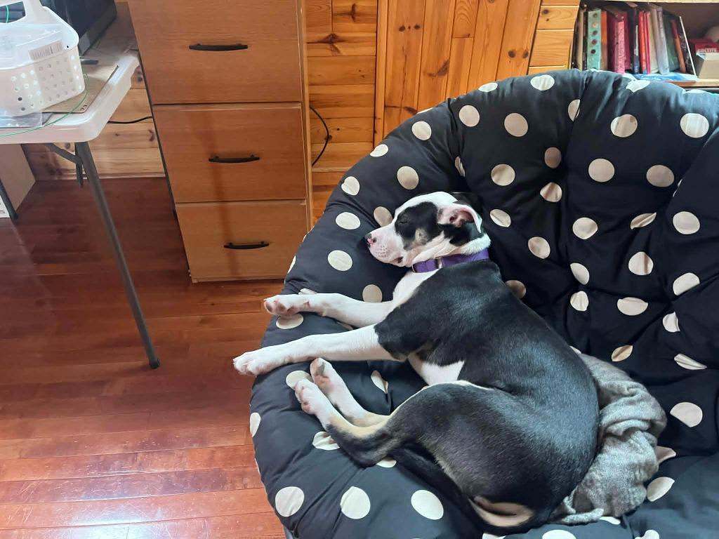 Enlarge Breyer $475, a Adoptable mixed breed in Milwaukee, WI image 3/6