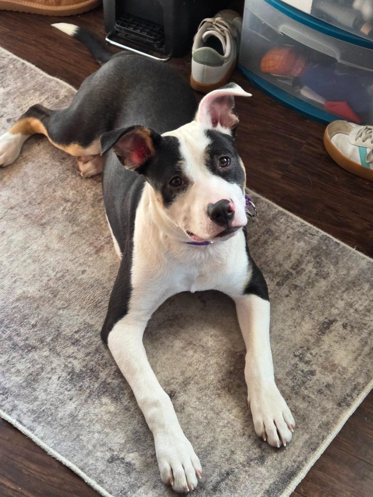 Enlarge Breyer $475, a Adoptable mixed breed in Milwaukee, WI image 2/4