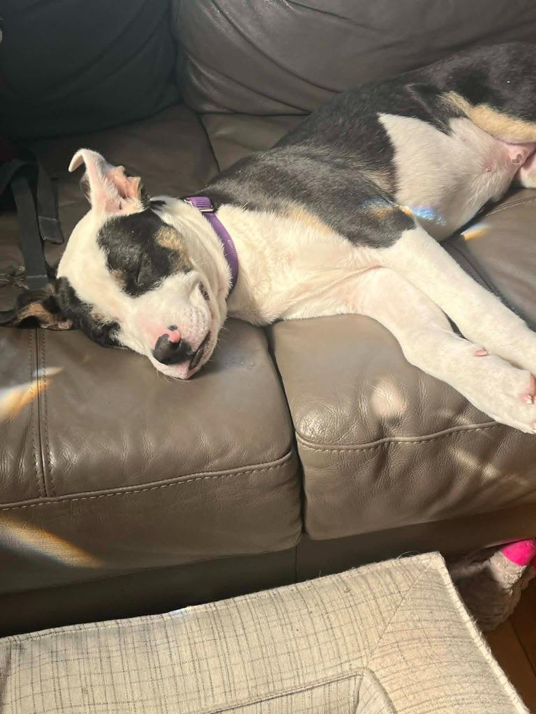 Enlarge Breyer $475, a Adoptable mixed breed in Milwaukee, WI image 6/6
