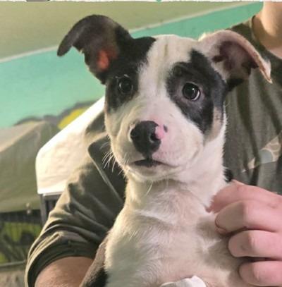 Enlarge Breyer $475, a Adoptable mixed breed in Milwaukee, WI image 3/4