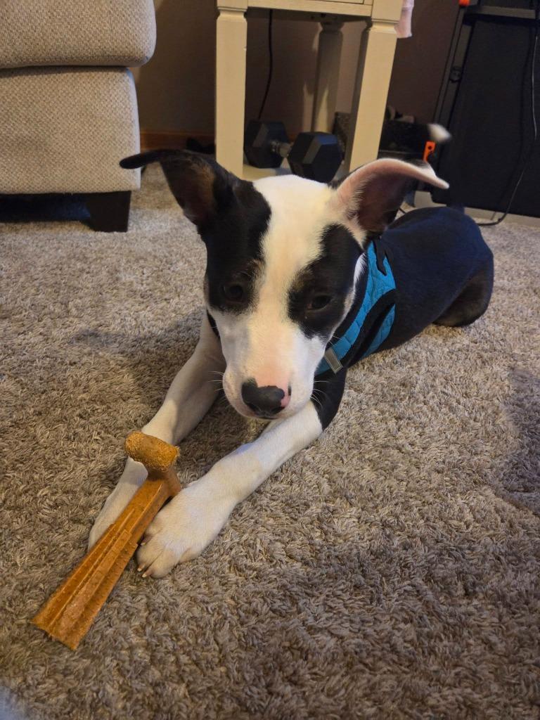 Enlarge Breyer $475, a Adoptable mixed breed in Milwaukee, WI image 4/4