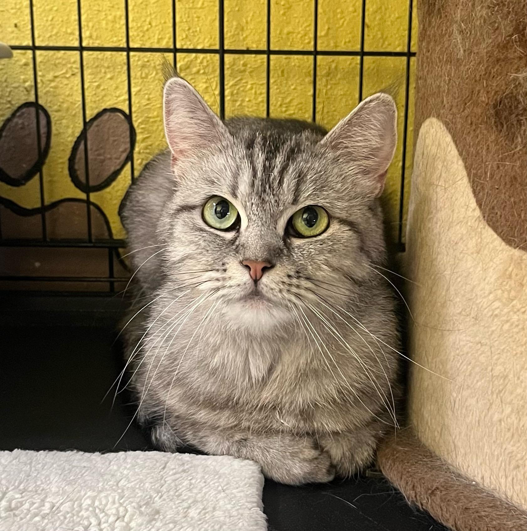 Mini Moo – The thumbnail 3