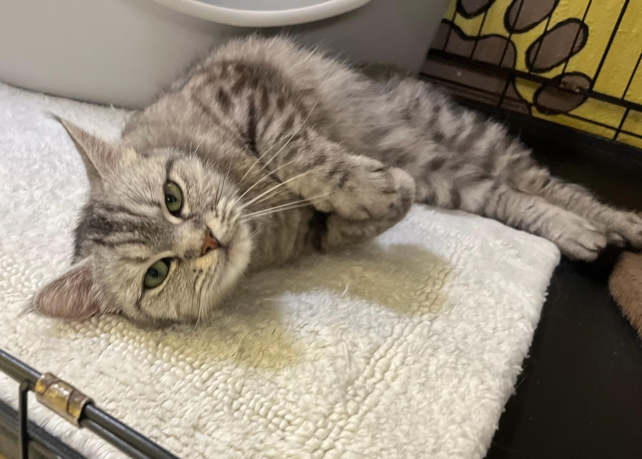 Mini Moo – The thumbnail 2