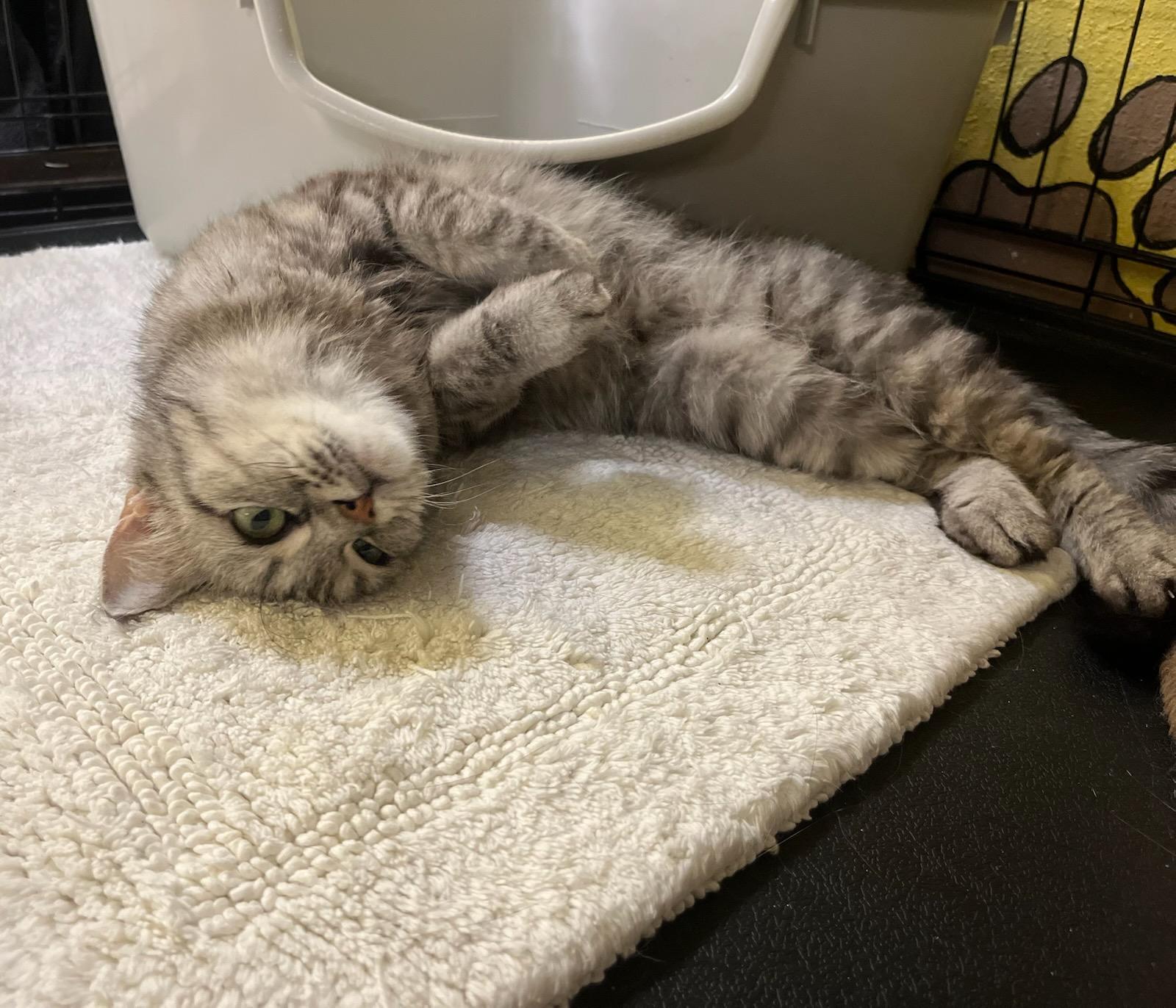 Mini Moo – The thumbnail 4