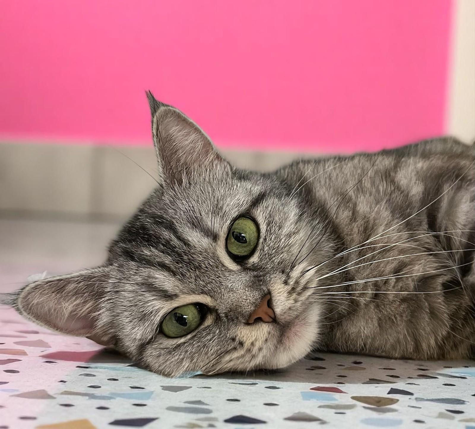 Mini Moo – The photo 1