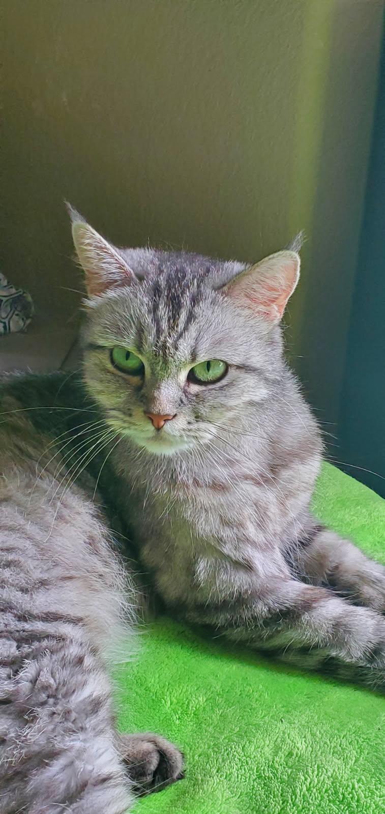 Mini Moo – The thumbnail 5