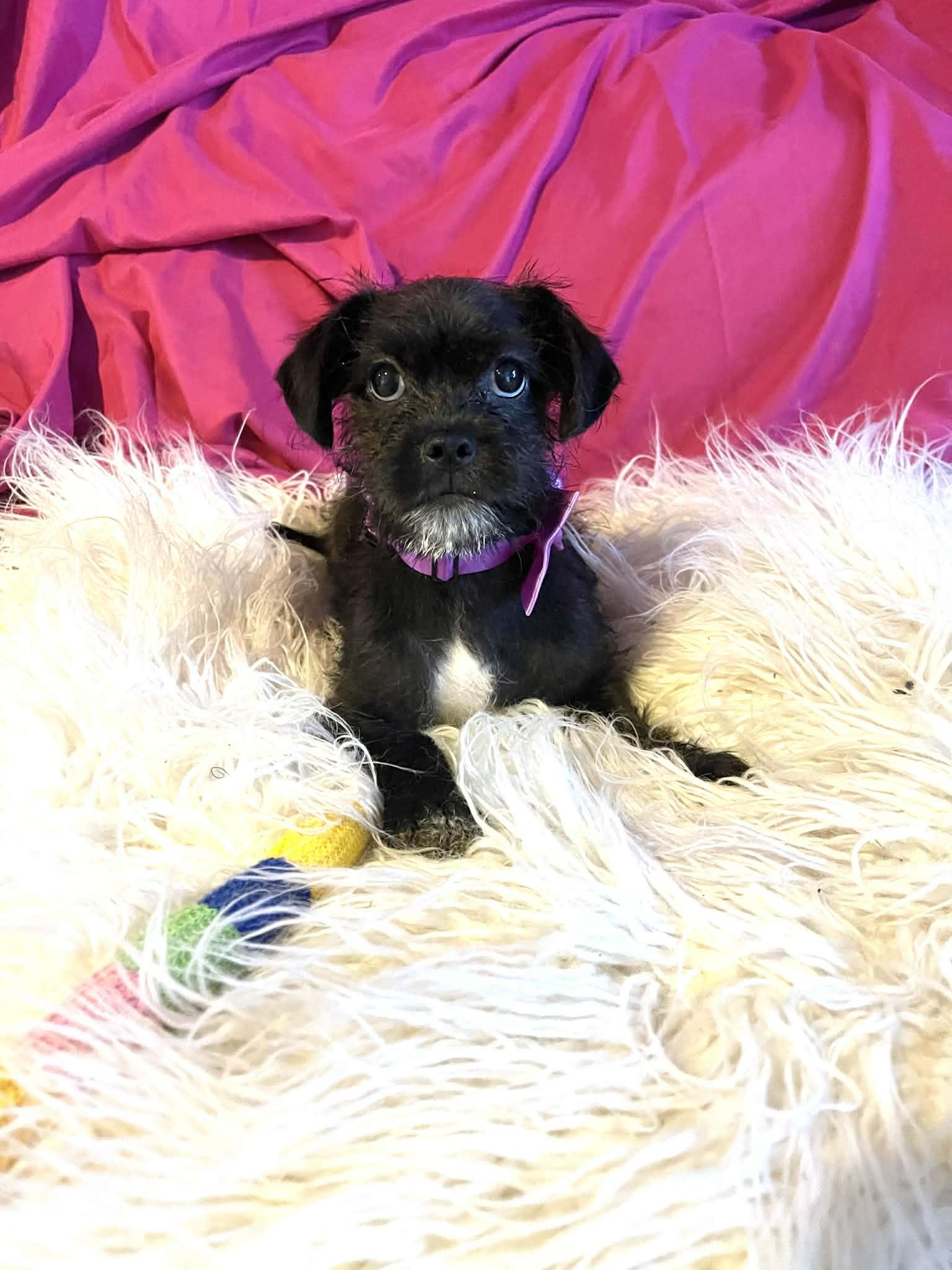 Enlarge Lennon, a Adoptable mixed breed in San Diego , CA image 3/5