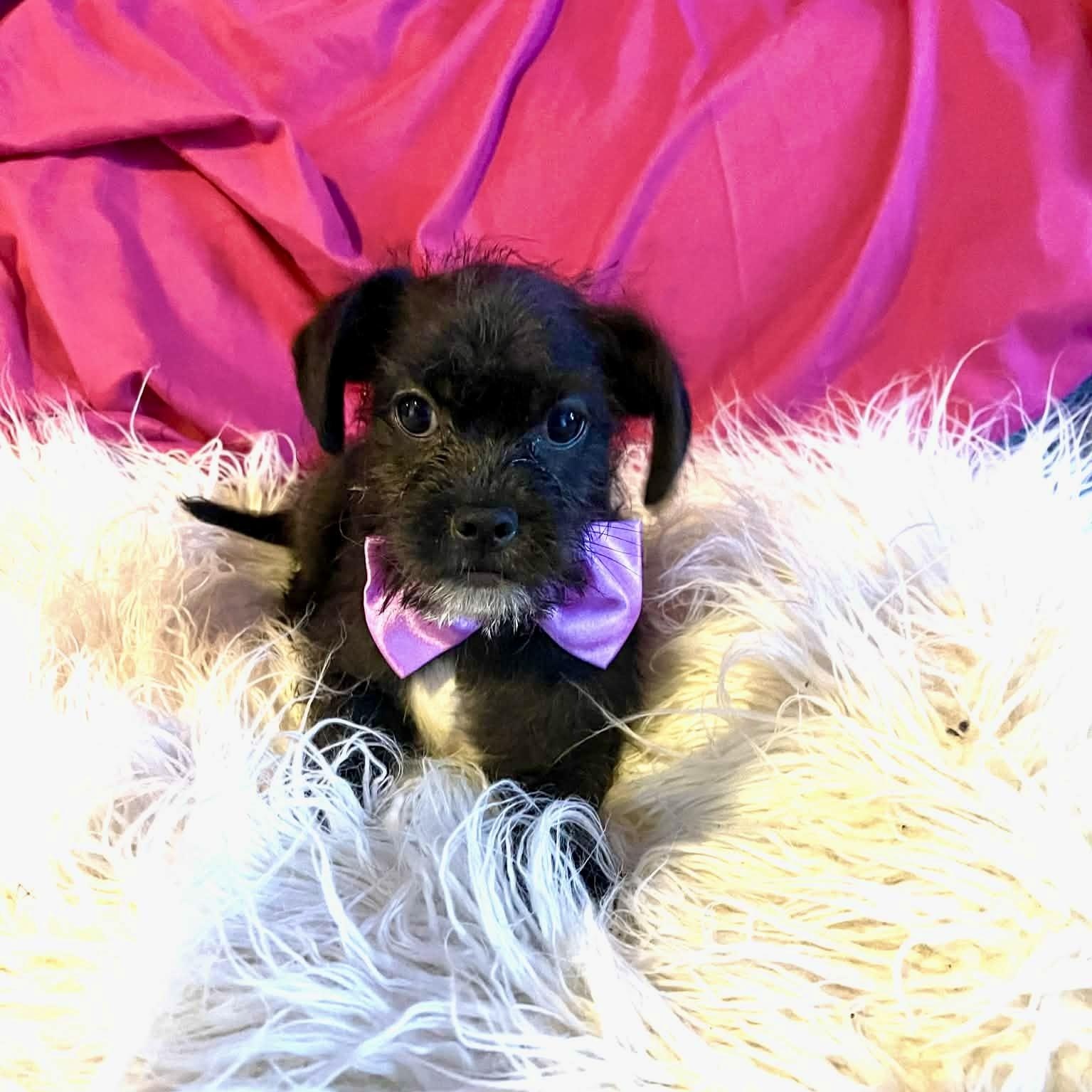 Lennon, Adoptable, Puppy Male Terrier & Maltese.