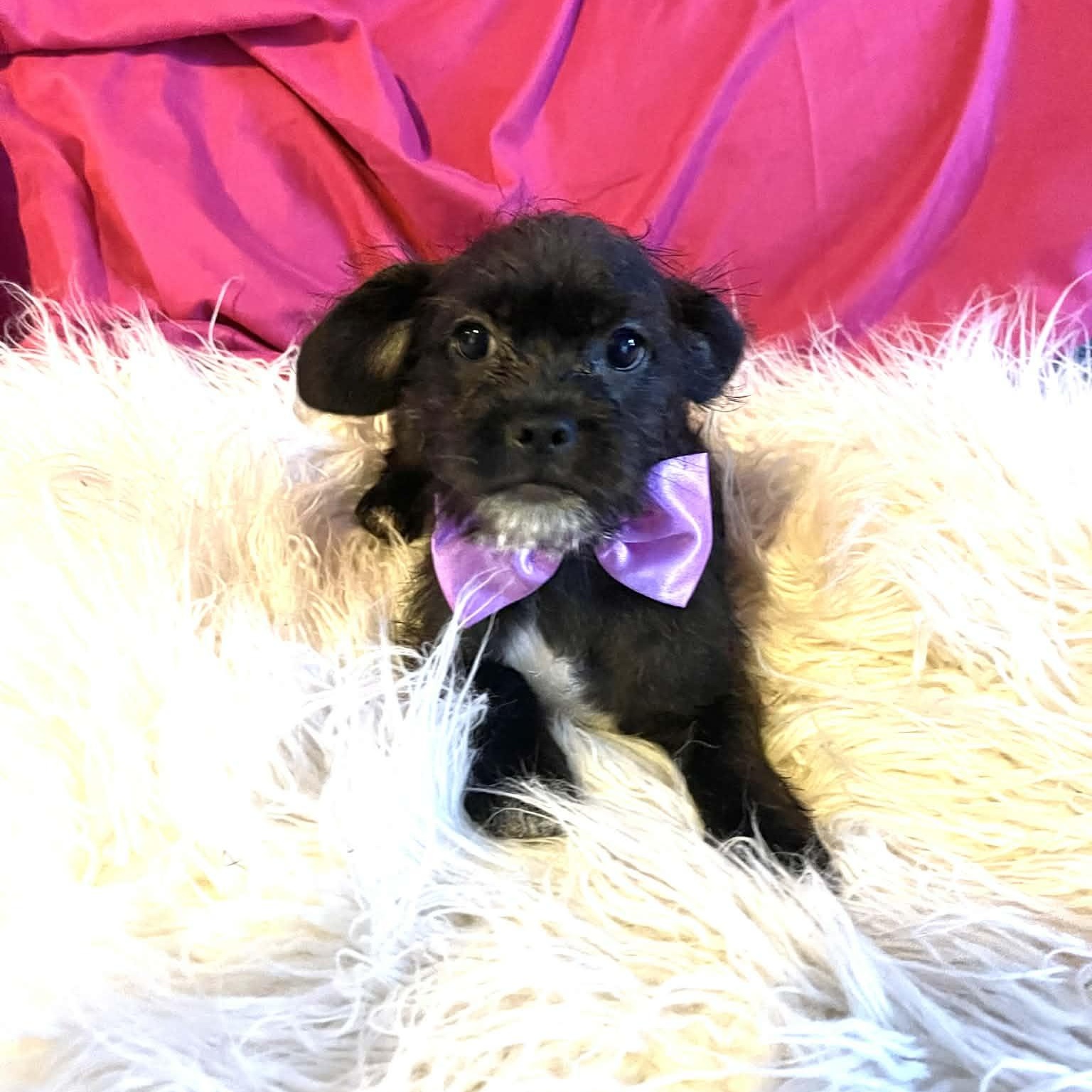 Enlarge Lennon, a Adoptable mixed breed in San Diego , CA image 2/5