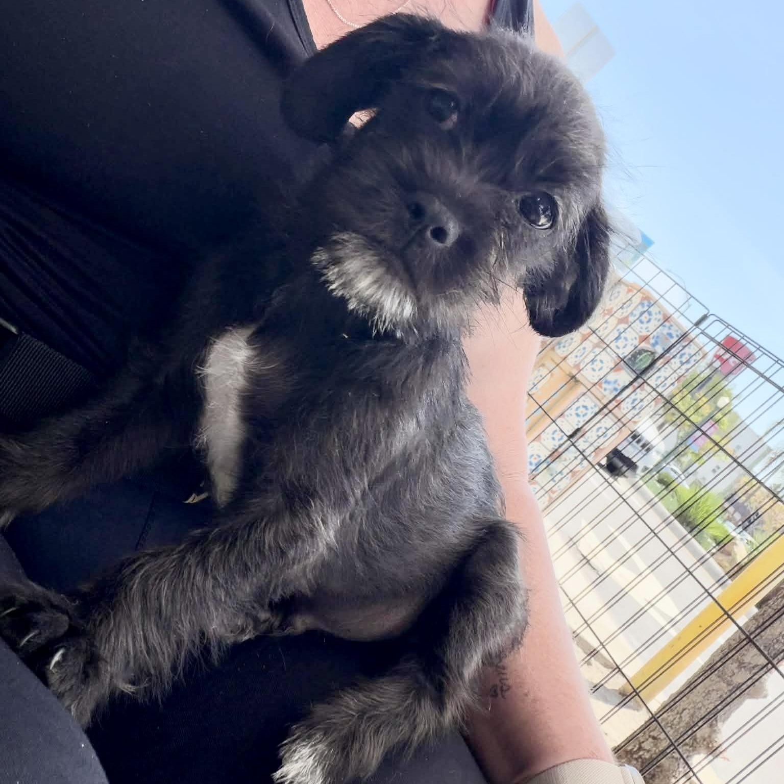 Enlarge Lennon, a Adoptable mixed breed in San Diego , CA image 5/5