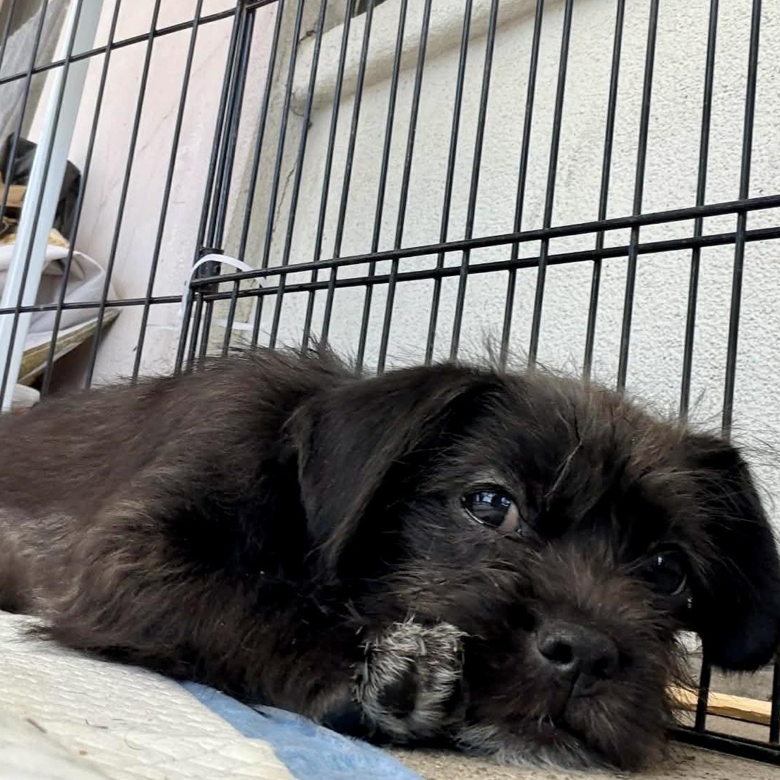 Enlarge Lennon, a Adoptable mixed breed in San Diego , CA image 4/5