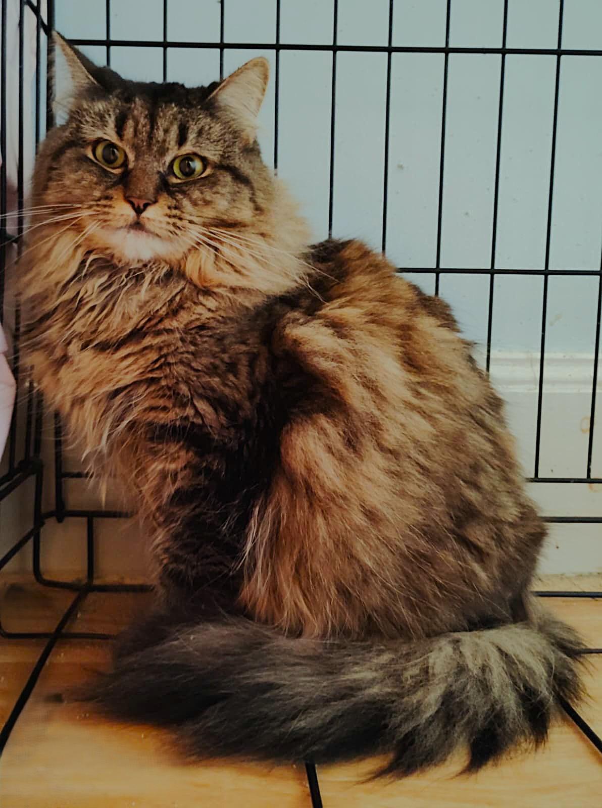 Bobo, Adoptable, Adult Female Domestic Long Hair.