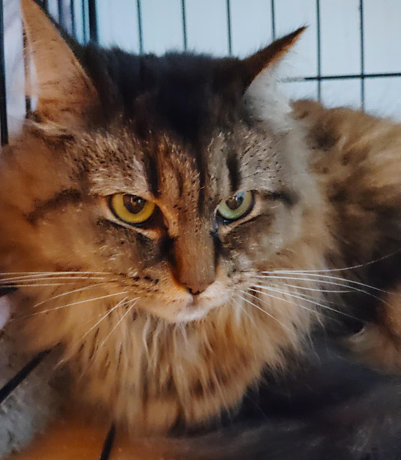 Enlarge Bobo, a Adoptable mixed breed in New Bedford, MA image 3/3