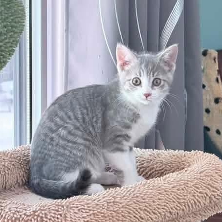 Heron, an adopted mixed breed in Kentwood, MI image 6/6