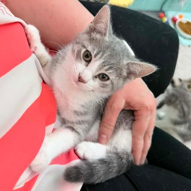 Heron, an adopted mixed breed in Kentwood, MI image 2/6