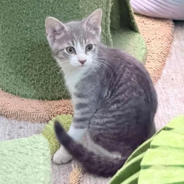 Heron, an adopted mixed breed in Kentwood, MI image 5/6