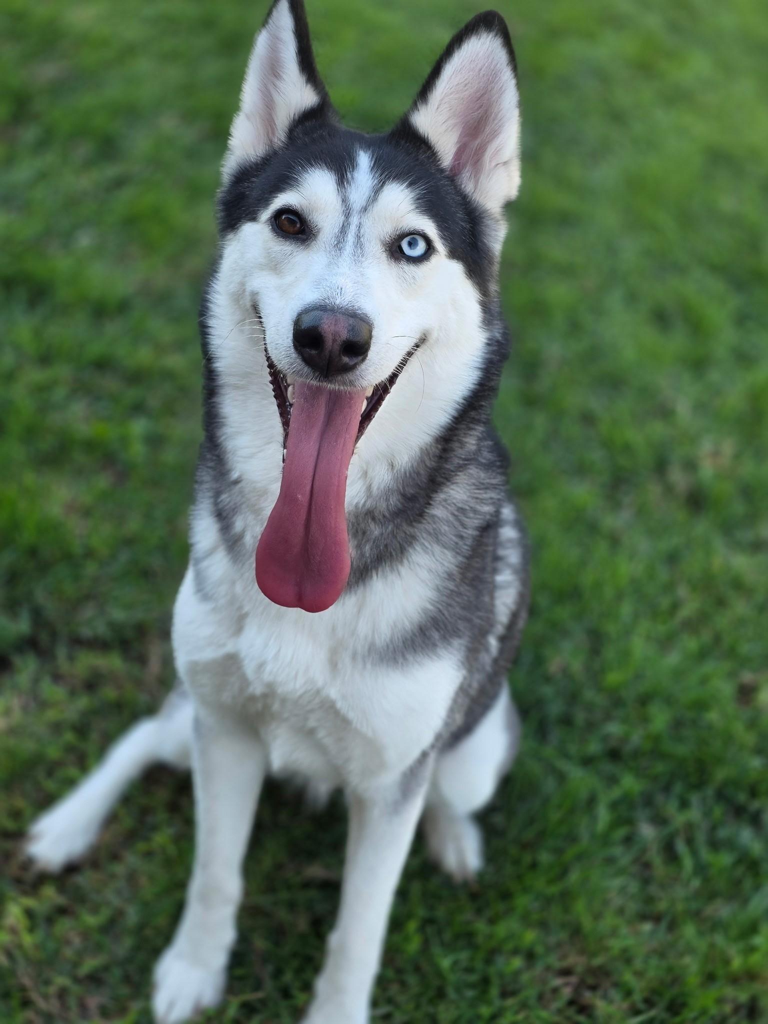 Mollie, Adoptable, Adult Female Siberian Husky.